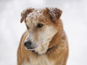 Preview wallpaper dog, snout, snow, sad, sight