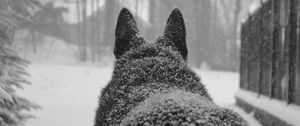 Preview wallpaper dog, snow, back