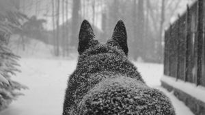 Preview wallpaper dog, snow, back
