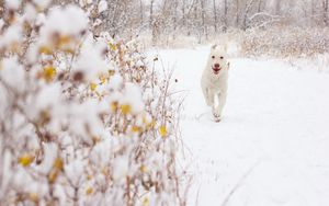 Preview wallpaper dog, snow, background