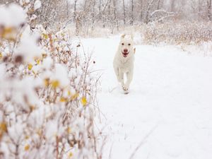 Preview wallpaper dog, snow, background