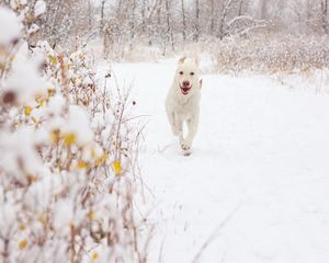 Preview wallpaper dog, snow, background