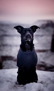 Preview wallpaper dog, snow, blur, walk