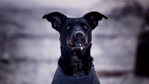 Preview wallpaper dog, snow, blur, walk