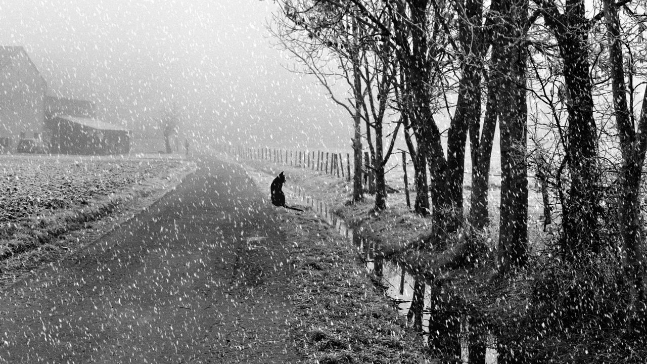Wallpaper dog, snow, bw, street, winter