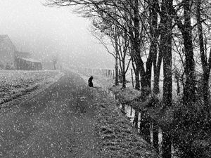 Preview wallpaper dog, snow, bw, street, winter