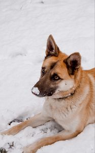 Preview wallpaper dog, snow, cute, animal