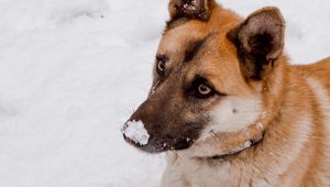 Preview wallpaper dog, snow, cute, animal