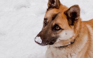 Preview wallpaper dog, snow, cute, animal
