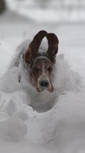 Preview wallpaper dog, snow, ears, run, winter