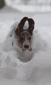 Preview wallpaper dog, snow, ears, run, winter