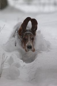 Preview wallpaper dog, snow, ears, run, winter