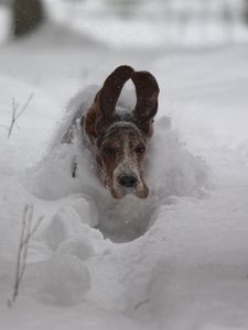 Preview wallpaper dog, snow, ears, run, winter