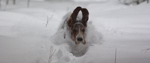 Preview wallpaper dog, snow, ears, run, winter