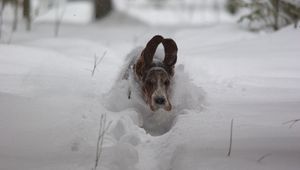 Preview wallpaper dog, snow, ears, run, winter