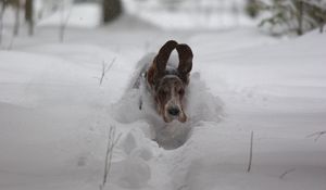 Preview wallpaper dog, snow, ears, run, winter