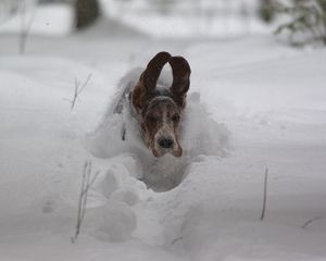 Preview wallpaper dog, snow, ears, run, winter