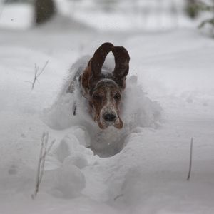 Preview wallpaper dog, snow, ears, run, winter