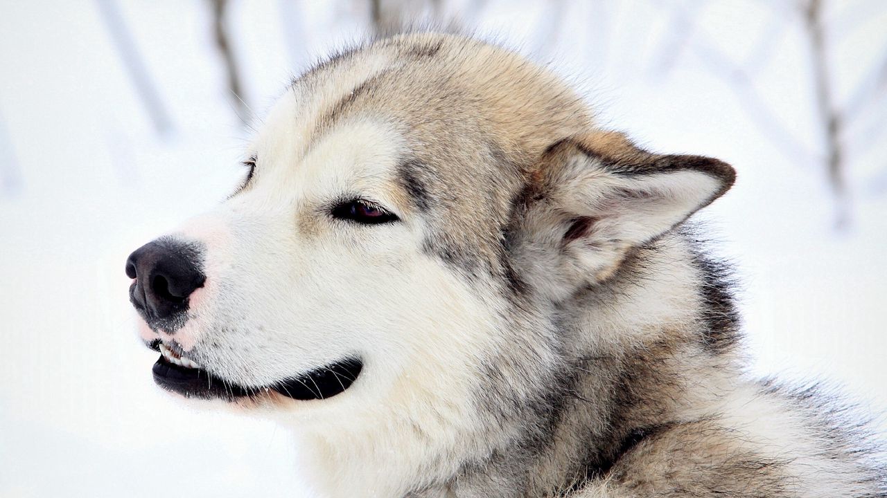 Wallpaper dog, snow, eyes, fur