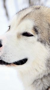 Preview wallpaper dog, snow, eyes, fur