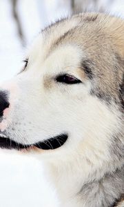 Preview wallpaper dog, snow, eyes, fur