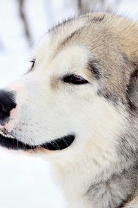 Preview wallpaper dog, snow, eyes, fur