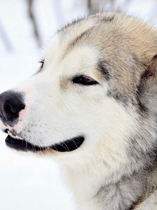 Preview wallpaper dog, snow, eyes, fur