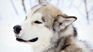 Preview wallpaper dog, snow, eyes, fur