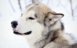 Preview wallpaper dog, snow, eyes, fur