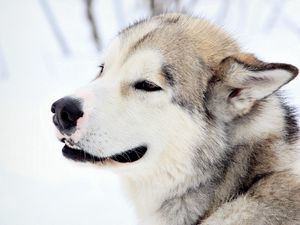 Preview wallpaper dog, snow, eyes, fur