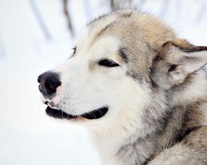 Preview wallpaper dog, snow, eyes, fur