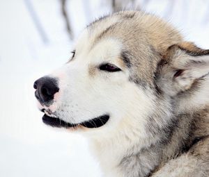 Preview wallpaper dog, snow, eyes, fur