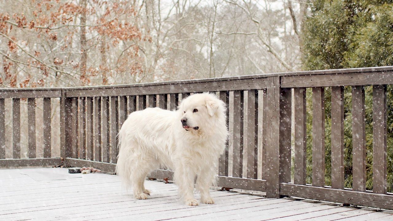 Wallpaper dog, snow, fence, worth
