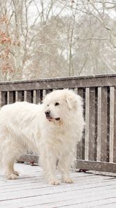 Preview wallpaper dog, snow, fence, worth