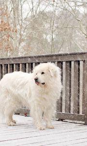 Preview wallpaper dog, snow, fence, worth