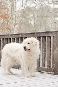 Preview wallpaper dog, snow, fence, worth