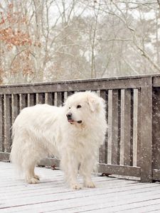 Preview wallpaper dog, snow, fence, worth