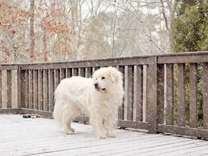 Preview wallpaper dog, snow, fence, worth