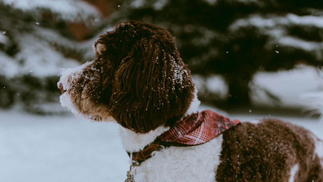 Wallpaper dog, snow, pet, winter, walk
