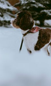 Preview wallpaper dog, snow, pet, winter, walk