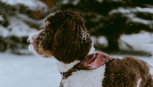 Preview wallpaper dog, snow, pet, winter, walk