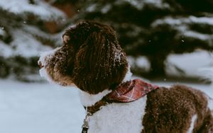 Preview wallpaper dog, snow, pet, winter, walk