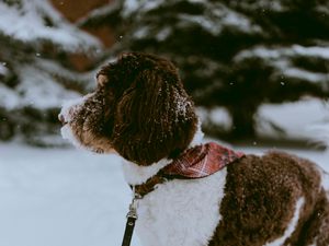 Preview wallpaper dog, snow, pet, winter, walk