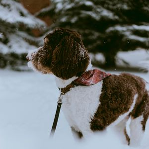 Preview wallpaper dog, snow, pet, winter, walk