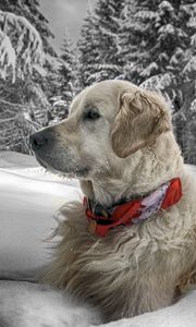 Preview wallpaper dog, snow, sit, wood, collar