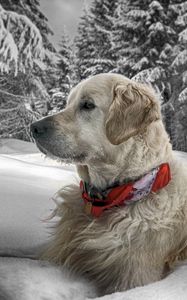 Preview wallpaper dog, snow, sit, wood, collar