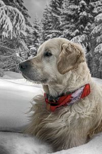 Preview wallpaper dog, snow, sit, wood, collar