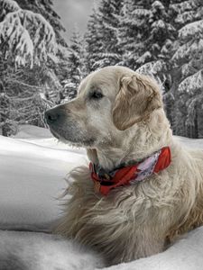 Preview wallpaper dog, snow, sit, wood, collar