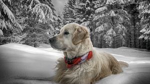 Preview wallpaper dog, snow, sit, wood, collar