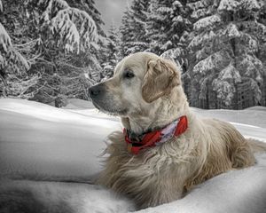 Preview wallpaper dog, snow, sit, wood, collar